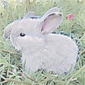 FI