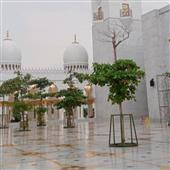 Bầ