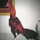 Thập