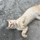 Vò