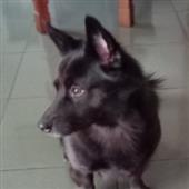 Fi