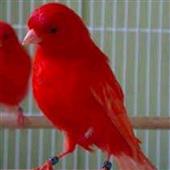 Po