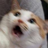 Vò
