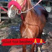 Tây 