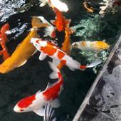 Cướp