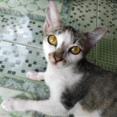 sự