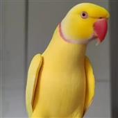 Đi