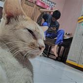 Lễ