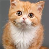 Vò