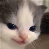 Tả