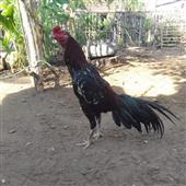 Kh