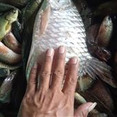 Đánh