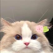 Rồng