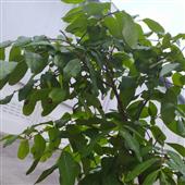 Ph