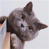 Cu