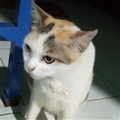 Siêu