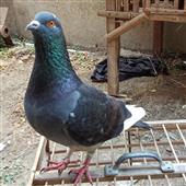 Lị