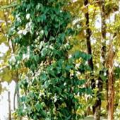 Cổ