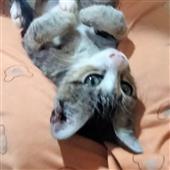 Kết 