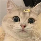 Ng