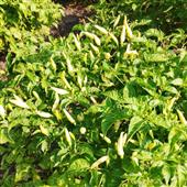 Bộ