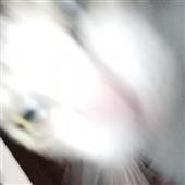Cá