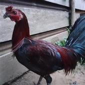 Tiên