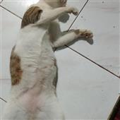 Lị