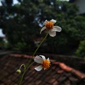 Chún