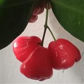 Vũ
