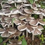 Nh