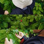 Đả