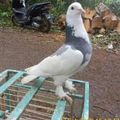 Thần