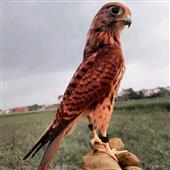 Be