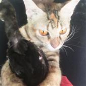 Ch
