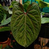 Kế