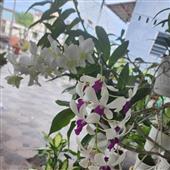 Tỷ
