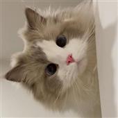 Po