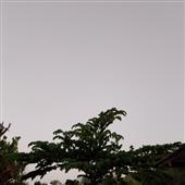 Cước