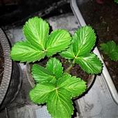 số