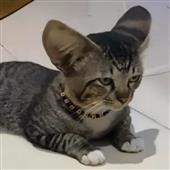 Liên
