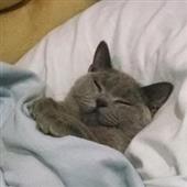Vò