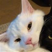 Vũ đ