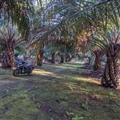 Kế
