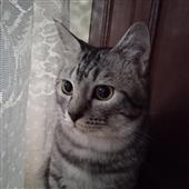 Ch