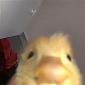 NG