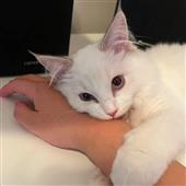 Ki