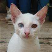 Tự