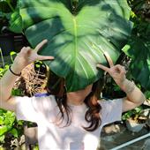 Dự