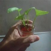 Bố